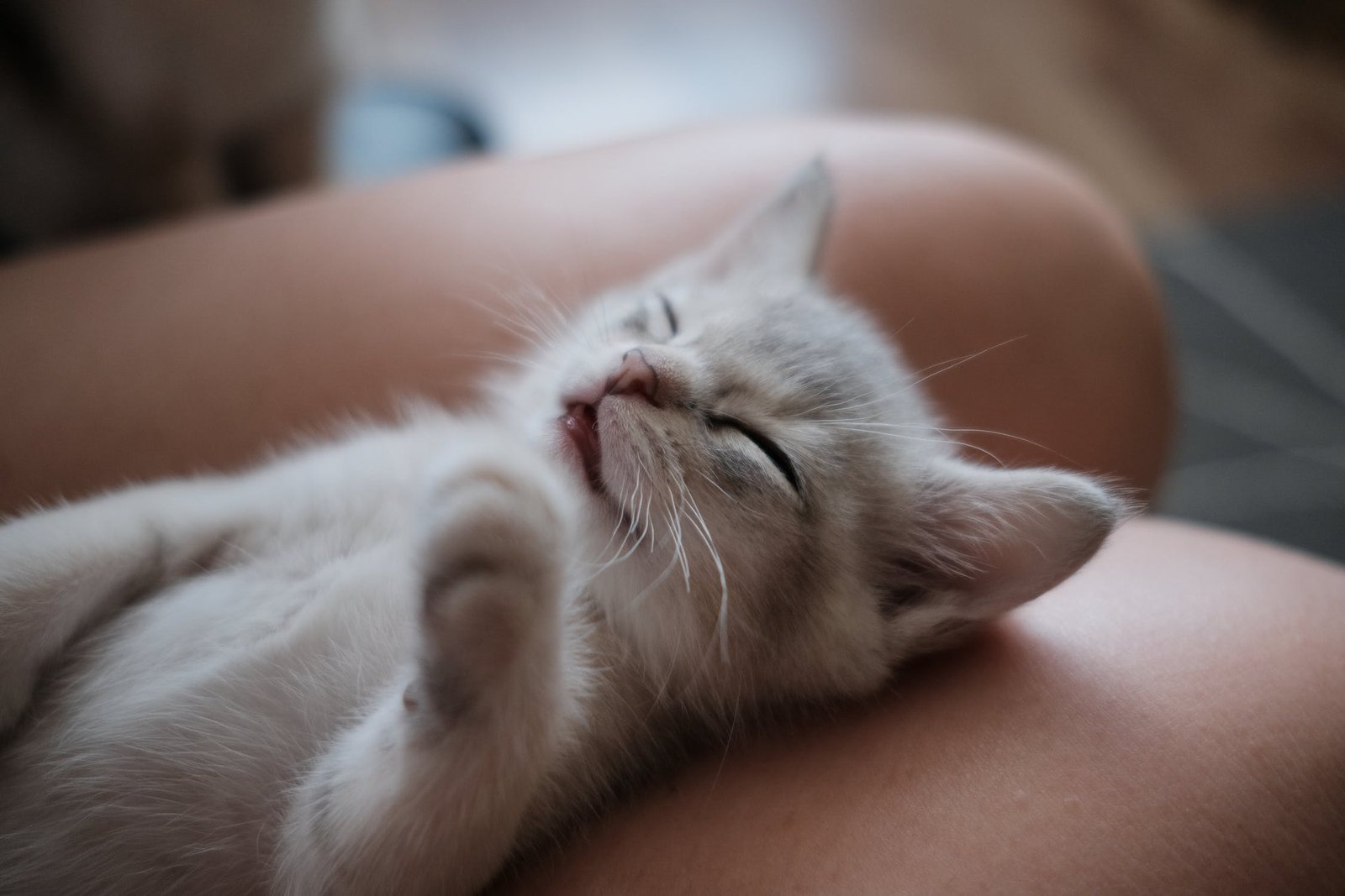 comment rassurer un chat qui a peur