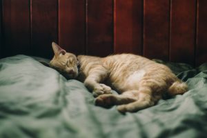 Comment vermifuger un chat ? : de quelle manière sont-ils contractés ?