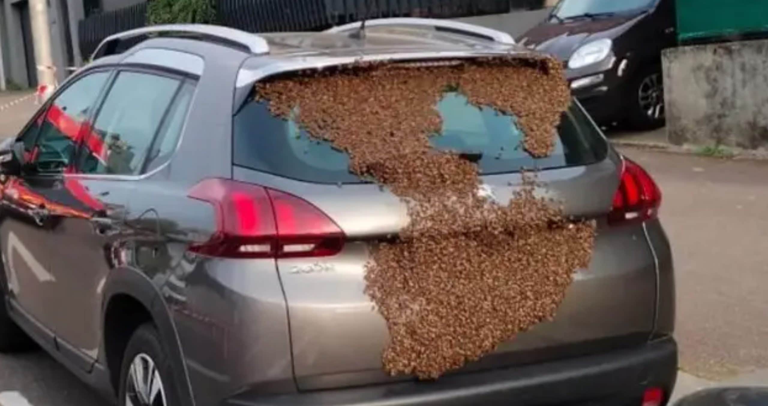 Une voiture Peugeot pleine d'abeilles