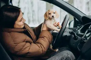 Comment transporter votre chien ou votre chat en voiture ?