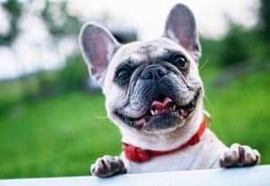 Collier seresto pour chien : test et avis de ce collier antiparasitaire