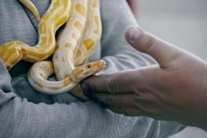 Comment attraper et manipuler un serpent en toute sécurité ?