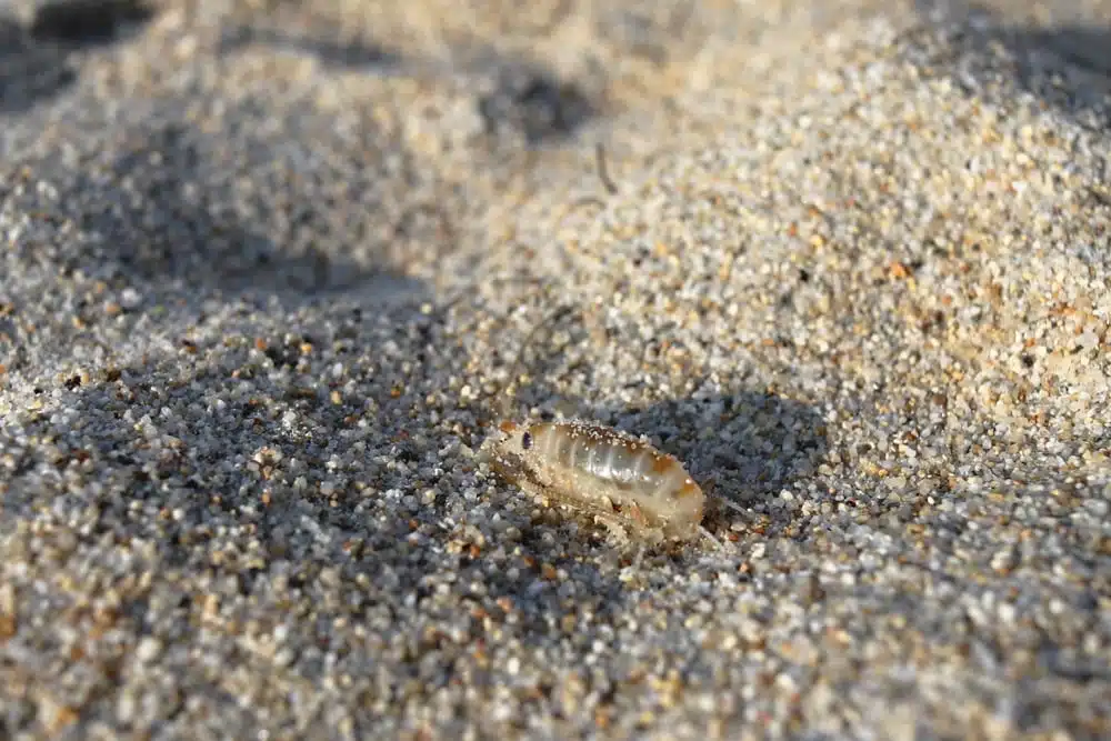 puce de sable