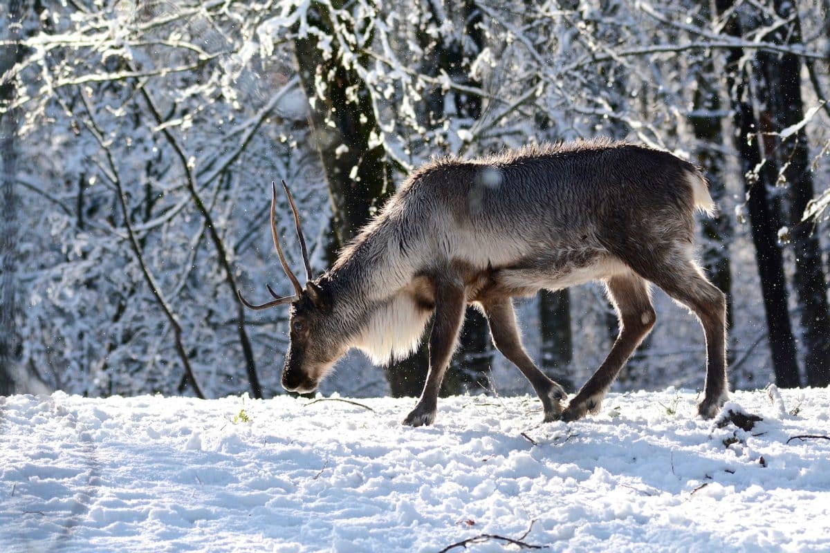 caribou islande animaux