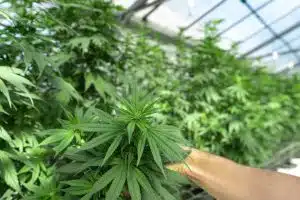 Tout savoir sur le CBD et le chanvre : propriétés thérapeutiques, utilisations et statut