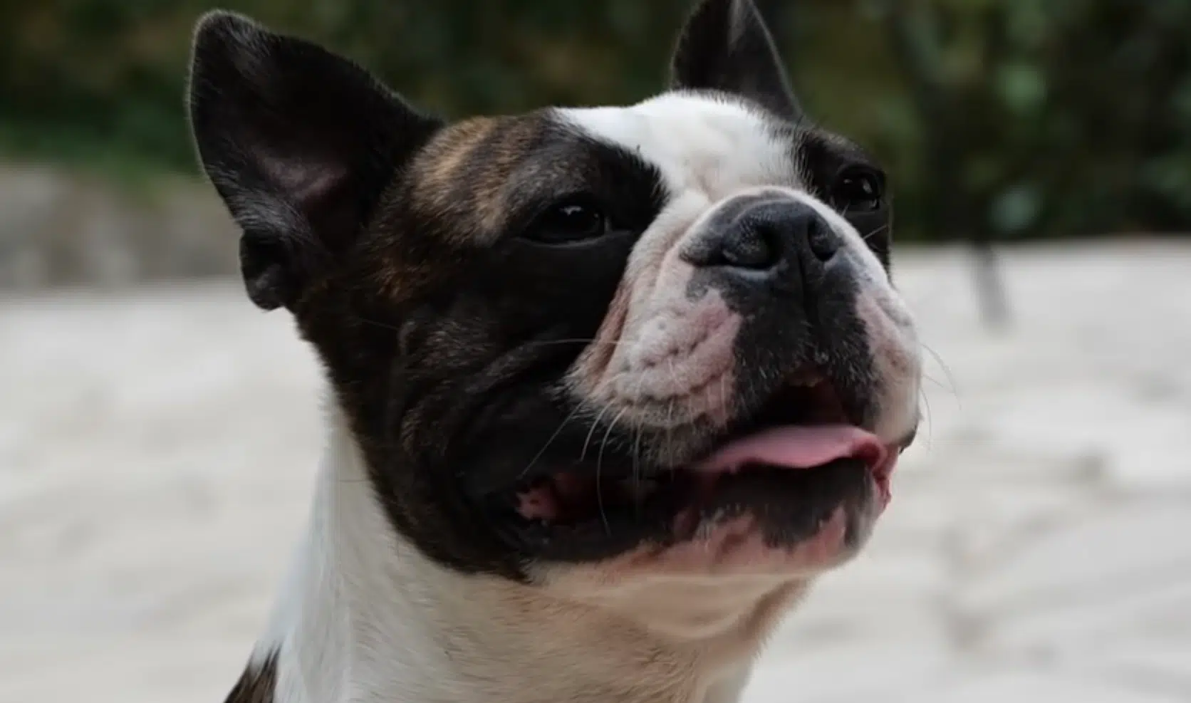 Apprenez facilement à éduquer votre Boston Terrier à la maison !