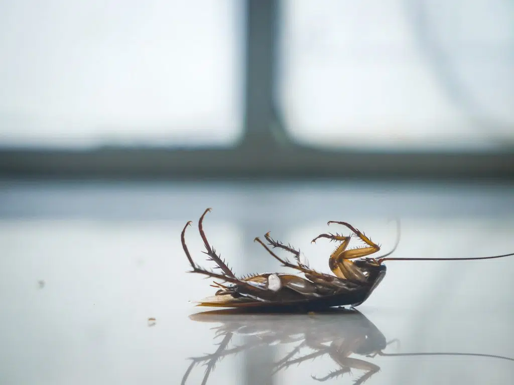 insecte ressemblant au cafard