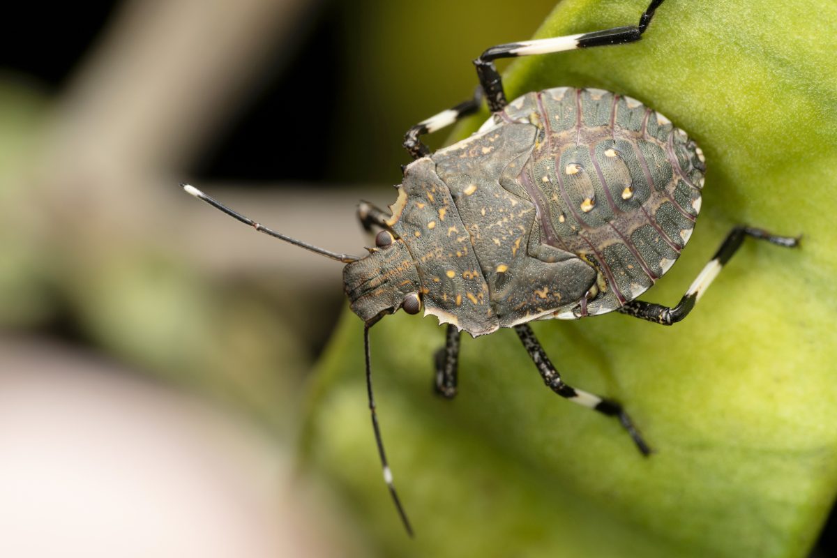 Comment se débarrasser des punaises des bois ?