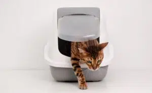 Les meilleurs modèles de litière automatique pour votre chat