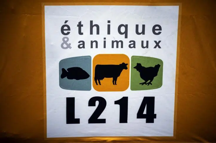 L214 exige une halte à l'abattage rituel des viandes halal et casher pour stopper la cruauté envers les animaux.
