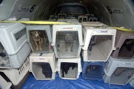 Un intervenant transporte une cage de transport pour animal à l’intérieur d’un avion dans le cadre d’une opération de rapatriement.