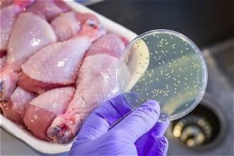 Morceaux de poulet cru examinés avec une boîte de Pétri lors d’un contrôle sanitaire visant à détecter une éventuelle contamination bactérienne.